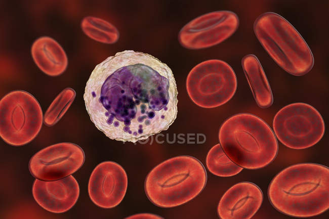 Basófilo glóbulos brancos e glóbulos vermelhos, ilustração digital
. — Fotografia de Stock