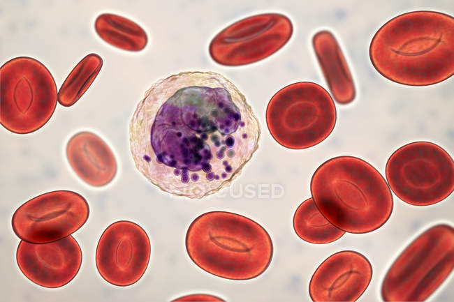Basophil білих кров'яних клітин і червоні кров'яні клітини, цифрова ілюстрація. — стокове фото