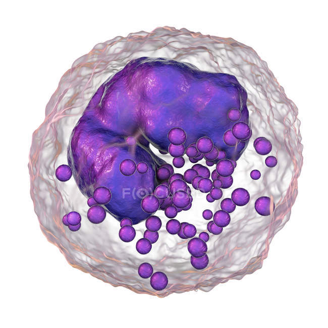 Basophil білих кров'яних клітин, цифрова ілюстрація. — стокове фото