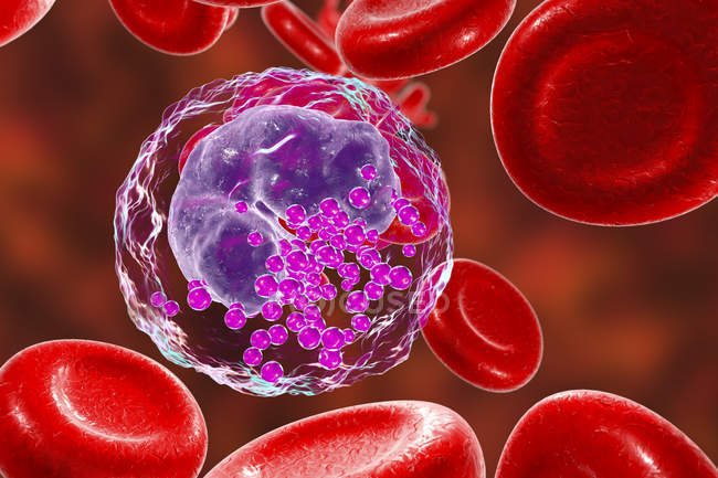 Basófilos glóbulos blancos y glóbulos rojos, ilustración digital
. - foto de stock