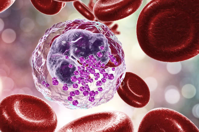Basophil white blood cell and red blood cells, digital illustration. — Stock Photo
