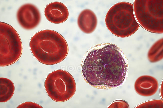 Glóbulos blancos linfocitos en frotis de sangre, ilustración digital
. - foto de stock