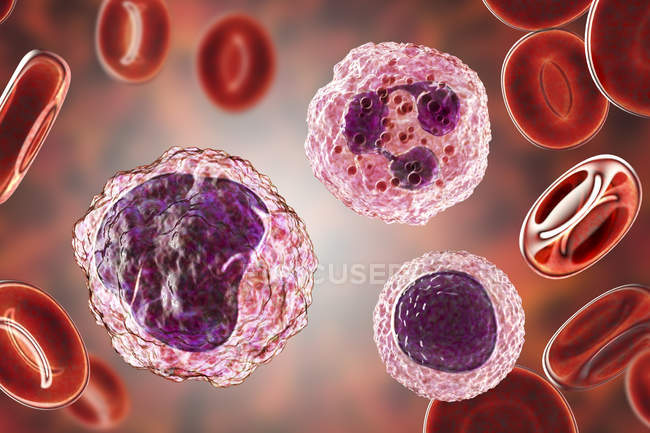 Lymphocyte, monocyte and neutrophil white blood cells in blood smear, digital illustration. — Stock Photo