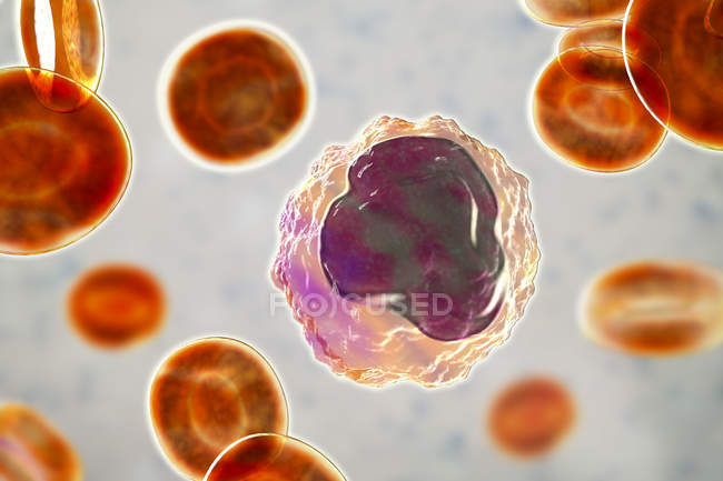 Monocyte white blood cell in blood smear, digital illustration. — Stock Photo