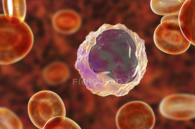 Glóbulos blancos monocitos en frotis de sangre, ilustración digital
. - foto de stock
