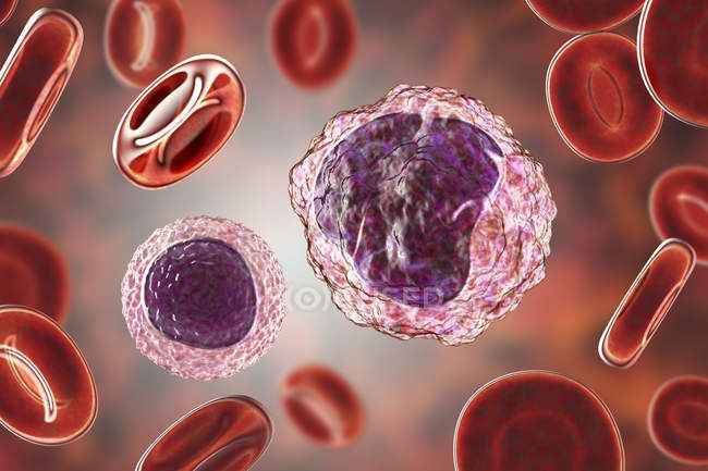 Monocitos y linfocitos glóbulos blancos en frotis de sangre, ilustración digital
. - foto de stock