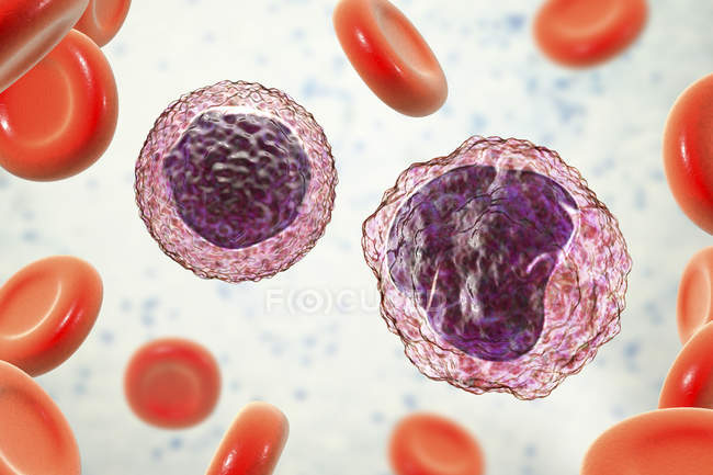 Monocyte and lymphocyte white blood cells in blood smear, digital illustration. — Stock Photo