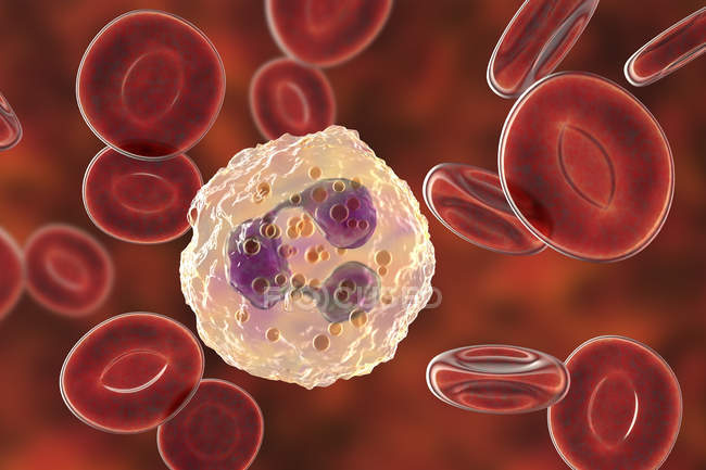 Glóbulos blancos neutrófilos y glóbulos rojos, ilustración digital
. - foto de stock