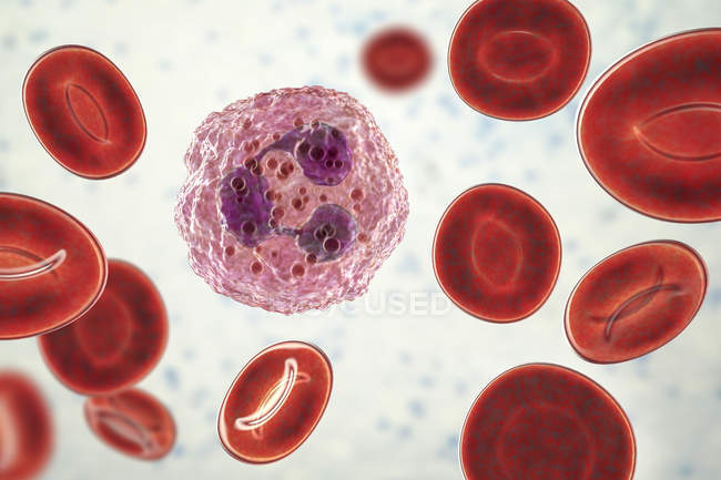 Neutrophil white blood cell and red blood cells, digital illustration. — Stock Photo