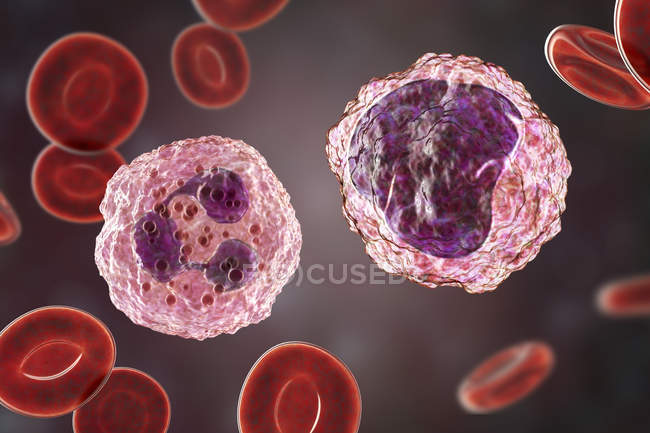 Neutrófilos e monócitos glóbulos brancos no esfregaço de sangue, ilustração digital . — Fotografia de Stock