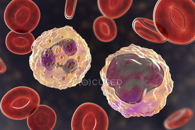 Нейтрофілів і моноцитів лейкоцитів в крові мазка, цифрова ілюстрація. — стокове фото
