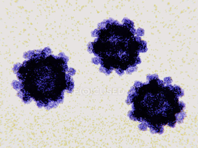 Partículas do vírus da gastroenterite por norovírus, ilustração digital . — Fotografia de Stock