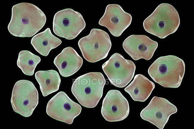 Células escamosas de epitelio raspadas de la mejilla humana, ilustración digital . - foto de stock