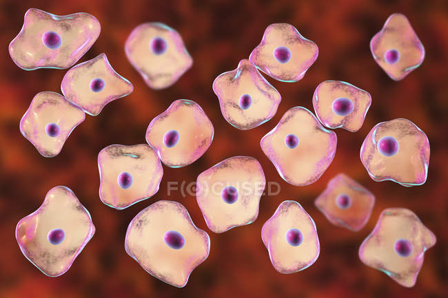 Плоскогубные эпителиевые клетки, соскребленные с человеческой щеки, цифровая иллюстрация
. — стоковое фото