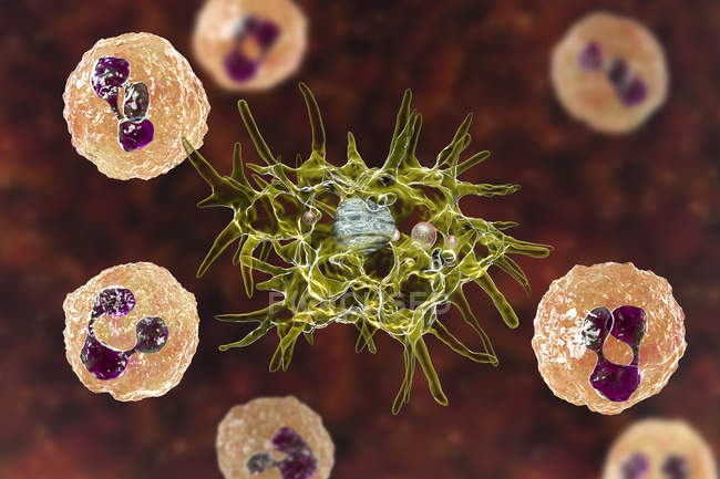 Acanthamoeba castellanii amoeba в спинномозговой жидкости, цифровая иллюстрация
. — стоковое фото