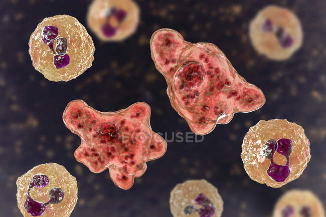 Naegleria fowleri ameba en líquido cefalorraquídeo, ilustración digital
. - foto de stock