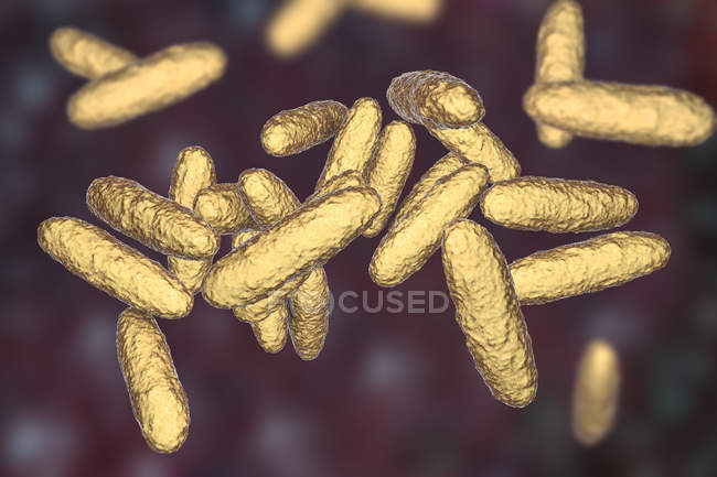 Illustration numérique de la bactérie Klebsiella granulomatis causant un ulcère génital en cas d'infection par donovanose . — Photo de stock