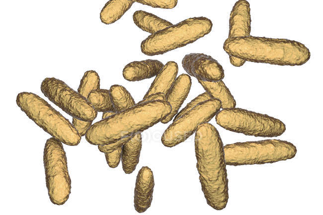 Цифровая иллюстрация бактерий Klebsiella granulomatis, вызывающих язву половых органов в случае инфекции донованоза . — стоковое фото