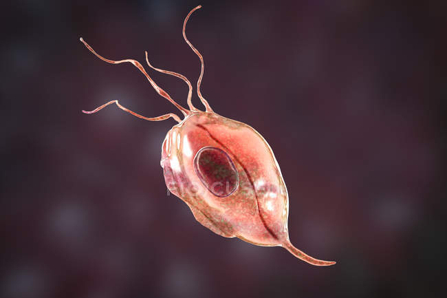 Orale Trichomonas Mikroorganismus, digitale Illustration. — Stockfoto