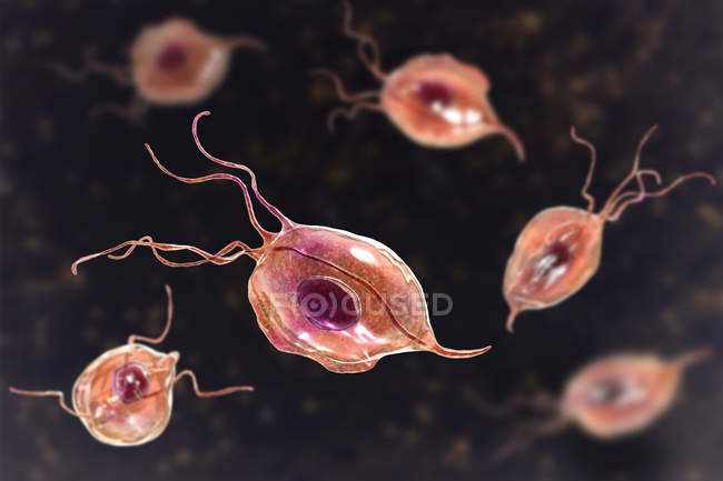 Orale Trichomonas-Parasiten, digitale Illustration. — Stockfoto