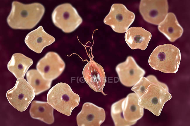 Mancha de cavidad oral que muestra tricomonas orales y células epiteliales bucales, ilustración digital . - foto de stock