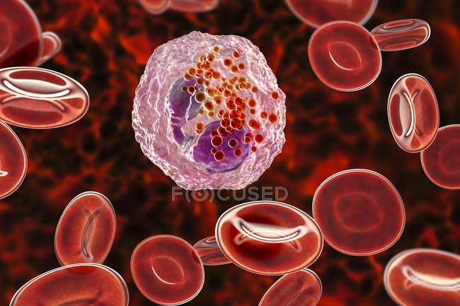 Цифровая иллюстрация эозинофильных белых кровяных телец с лопастными ядрами, окрашенными в фиолетовый цвет
. — стоковое фото