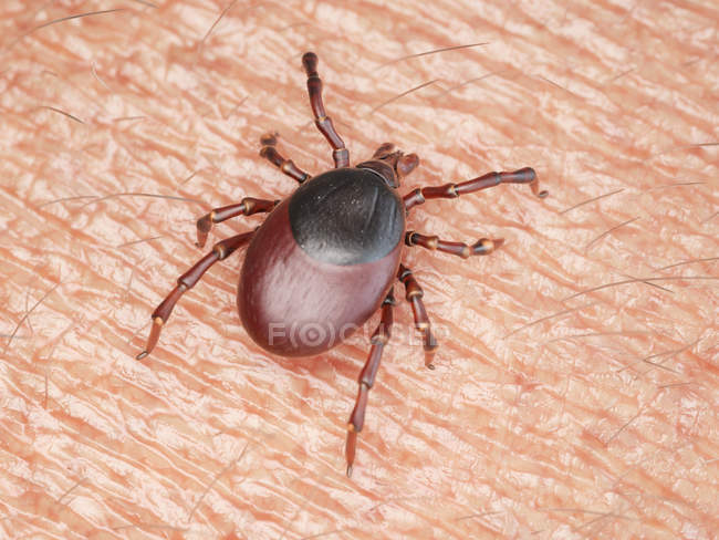 Иллюстрация ползания клещевых паразитов по поверхности кожи человека . — стоковое фото