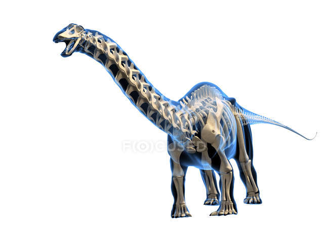 Brontosaurus skeleton against white background, digital illustration. — Stock Photo