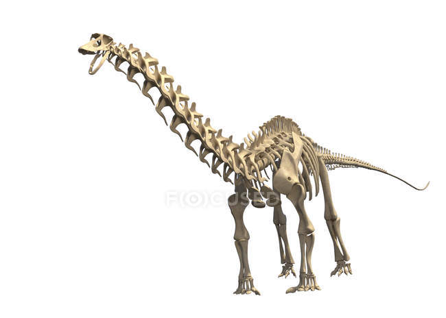 Brontosaurus skeleton on white background, digital illustration. — Stock Photo