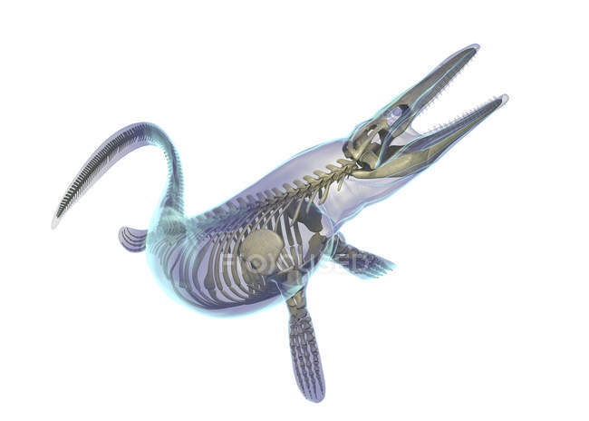 Mosasaurus skeleton on white background, digital illustration. — Stock Photo