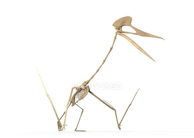 Скелет кетцалькоатля на белом фоне, цифровая иллюстрация . — стоковое фото