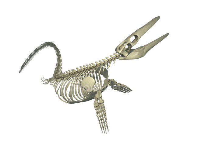 Mosasaurus esqueleto sobre fondo blanco, ilustración digital . - foto de stock