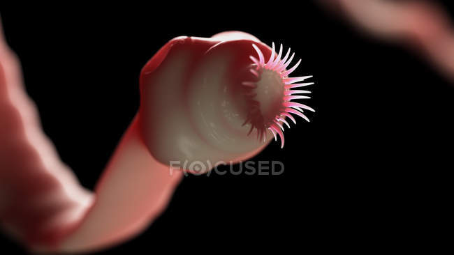 Digital illustration of intestinal parasitic tapeworm head with suckers. — Stock Photo