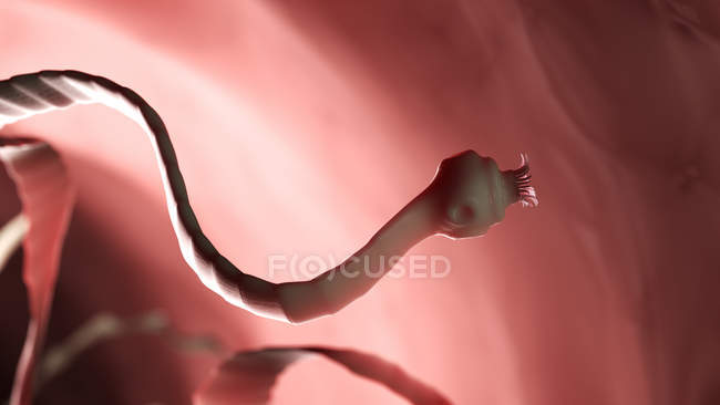 Digital illustration of intestinal parasitic tapeworm with suckers. — Stock Photo