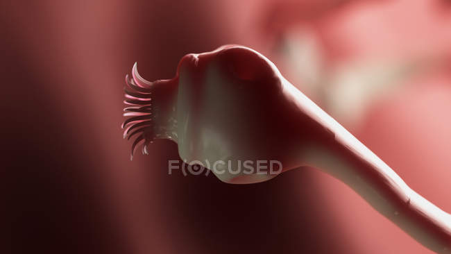 Digitale Illustration des Darmparasiten Bandwurmkopfes mit Saugnäpfen. — Stockfoto