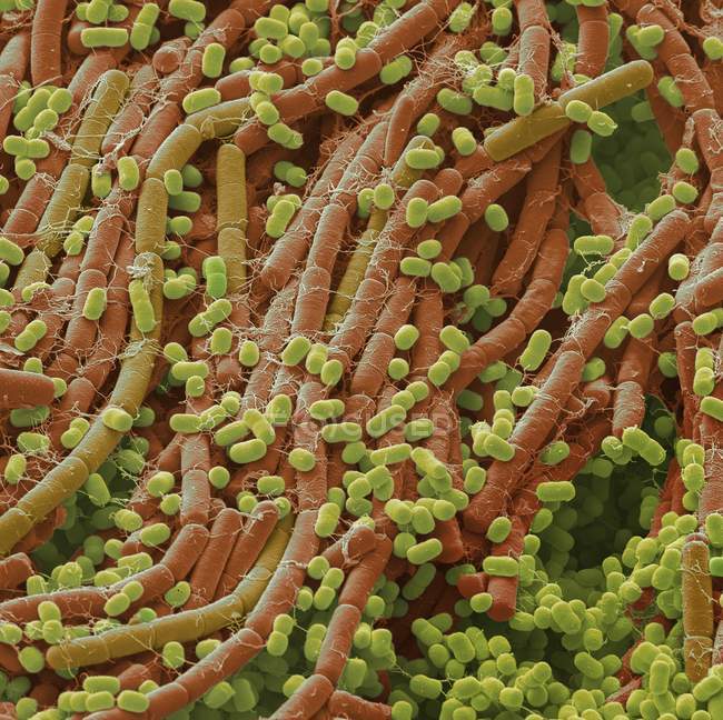 Почвенные бактерии, цветной сканирующий электронный микрограф . — стоковое фото