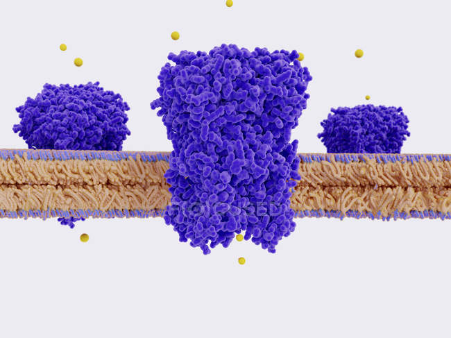 Illustration des canaux de chlorure violet dans la membrane cellulaire
. — Photo de stock