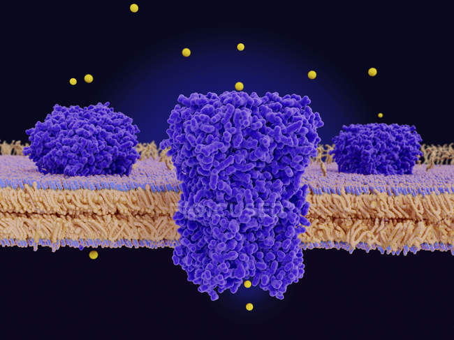 Иллюстрация пурпурных хлоридных каналов в клеточной мембране . — стоковое фото