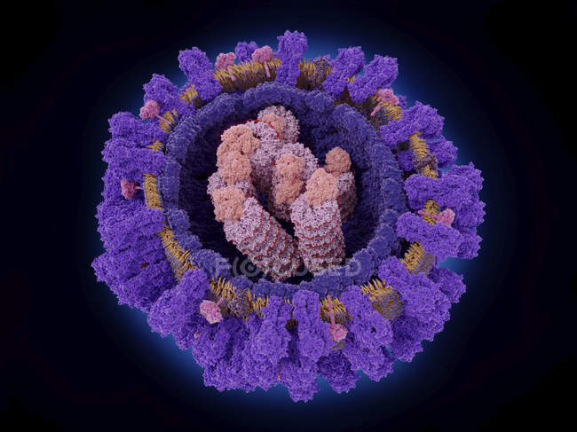 Ілюстрація, що показує структуру вірусу грипу грип. — стокове фото