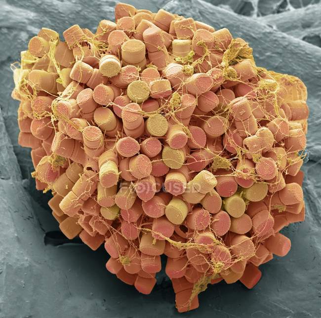Micrographie électronique à balayage coloré des diatomées centrées sur l'eau douce frustules type d'algues . — Photo de stock