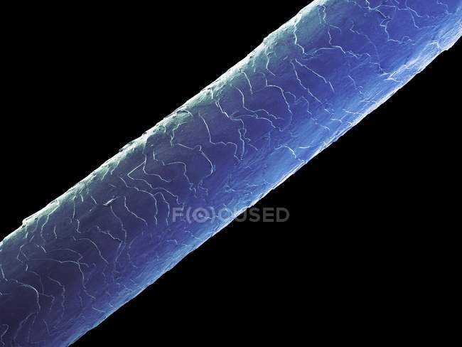 Capelli umani Bruna caucasica, micrografo elettronico a scansione colorata
. — Foto stock