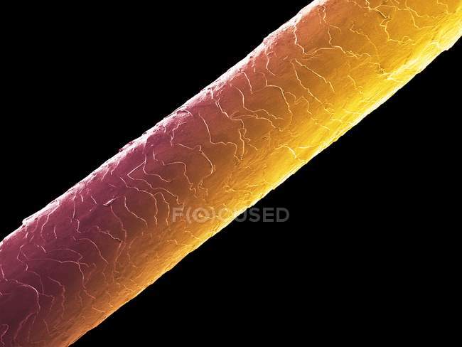 Human hair Caucasian brunette, coloured scanning electron micrograph. — Stock Photo
