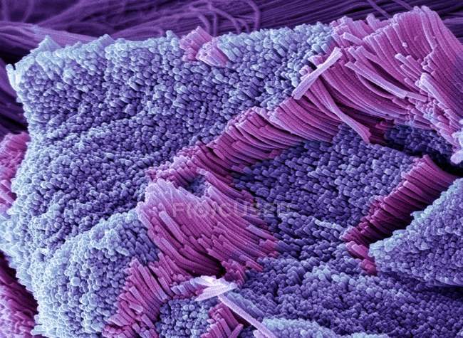 Tendon, micrographie électronique à balayage coloré montrant des faisceaux de fibres de collagène . — Photo de stock
