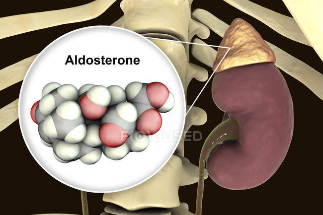 Ilustración de la glándula suprarrenal y modelo molecular de la hormona esteroide Aldosterona . - foto de stock