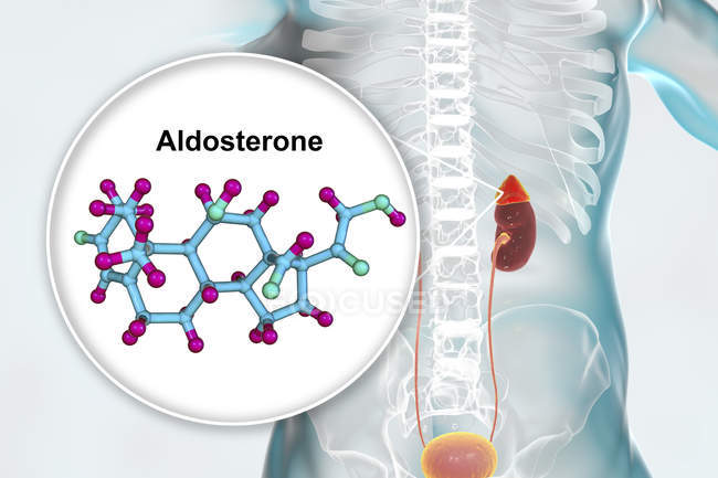 Ілюстрація надниркових залоз і молекулярна модель стероїдного гормону Альдостерон . — стокове фото