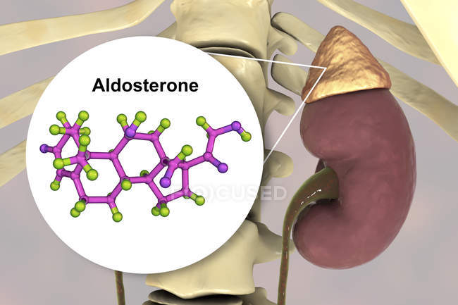 Illustration der Nebenniere und des molekularen Modells des Steroidhormons Aldosteron. — Stockfoto