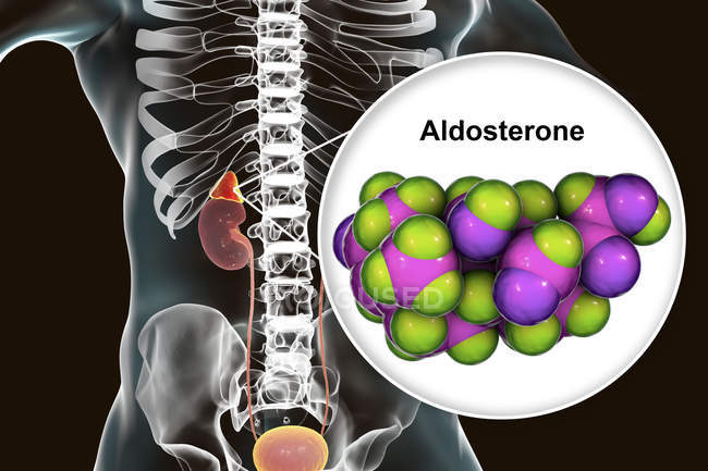 Ілюстрація надниркових залоз і молекулярна модель стероїдного гормону Альдостерон . — стокове фото
