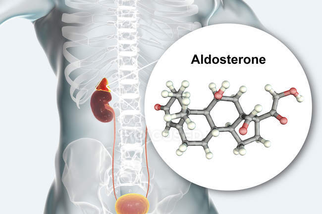 Иллюстрация надпочечников и молекулярной модели стероидного гормона альдостерона . — стоковое фото