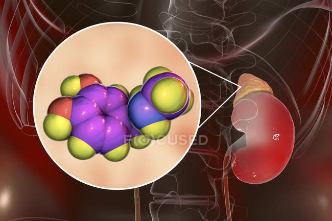 Illustration de la glande surrénale et structure moléculaire de l'adrénaline . — Photo de stock