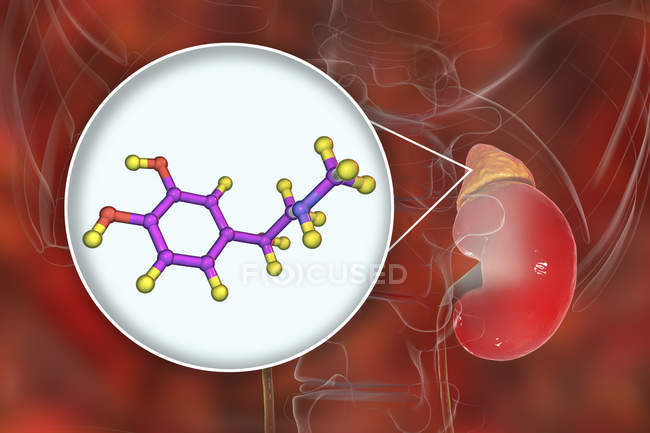 Illustrazione della ghiandola surrenale e modello molecolare di adrenalina . — Foto stock